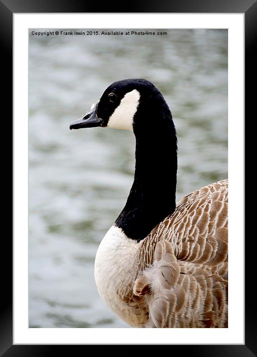 Canada Goose (Close up) Framed Mounted Print by Frank Irwin