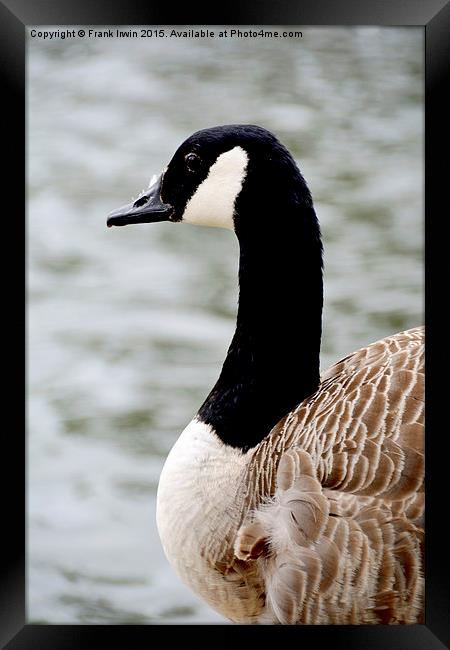 Canada Goose (Close up) Framed Print by Frank Irwin