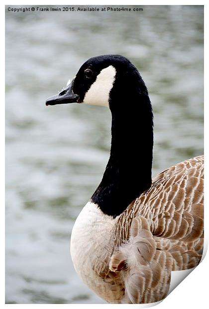 Canada Goose (Close up) Print by Frank Irwin