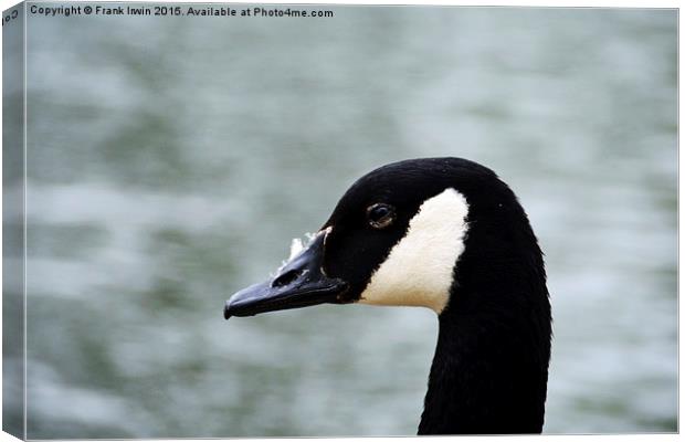 Canada Goose (Close up) Canvas Print by Frank Irwin