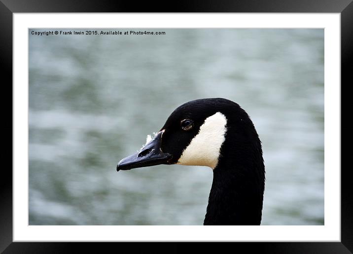 Canada Goose (Close up) Framed Mounted Print by Frank Irwin