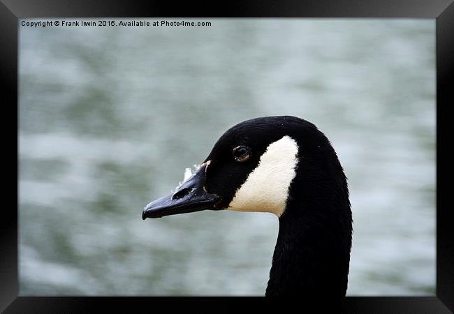 Canada Goose (Close up) Framed Print by Frank Irwin