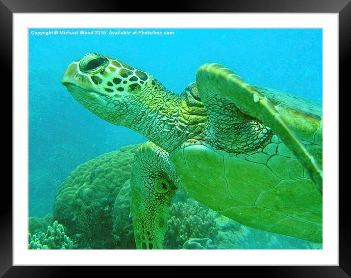 The happy turtle Framed Mounted Print by Michael Wood