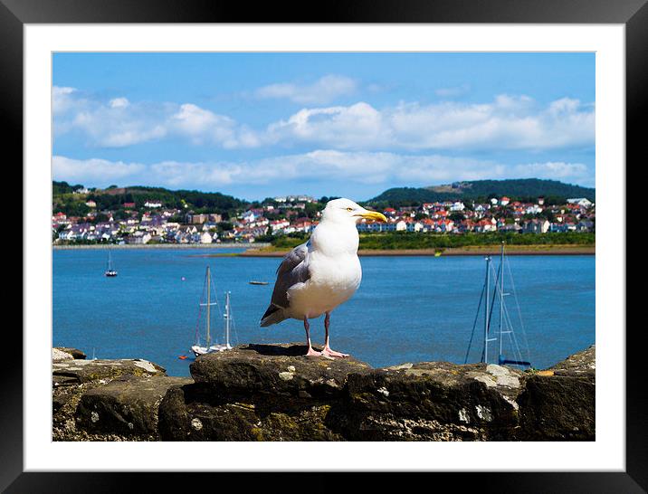  seagull at the welsh bay Framed Mounted Print by michael swords