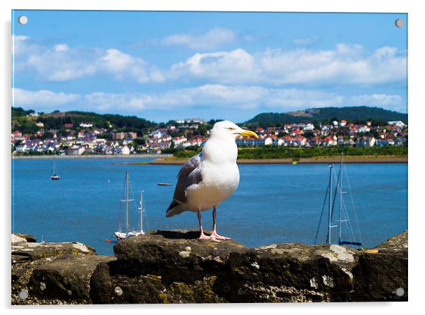  seagull at the welsh bay Acrylic by michael swords