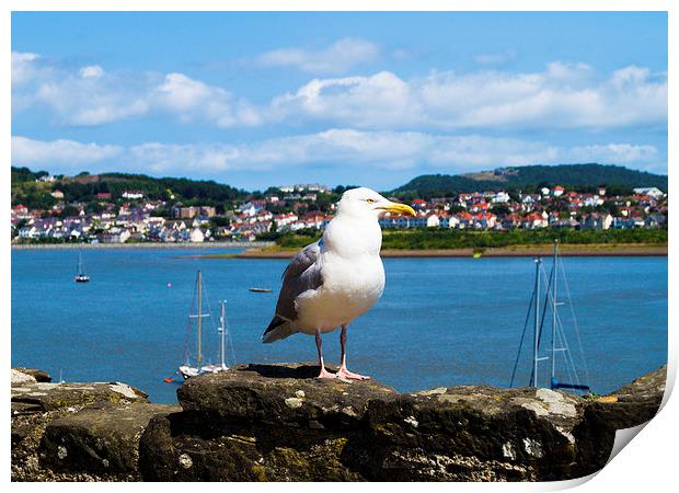  seagull at the welsh bay Print by michael swords