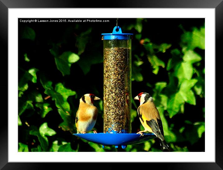  Goldfinches Framed Mounted Print by Lawson Jones
