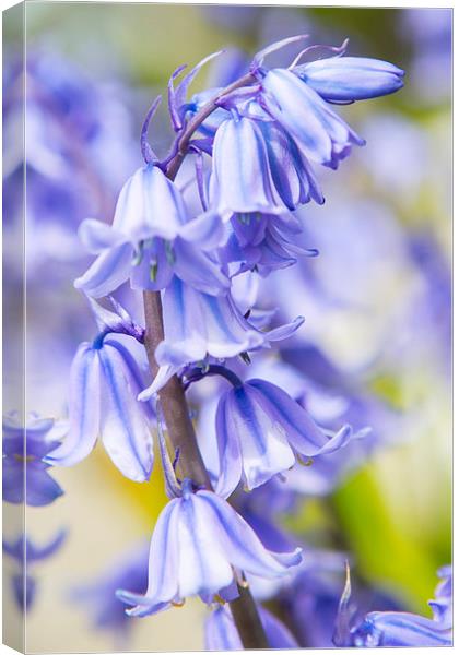  Bluebells Canvas Print by David Hare