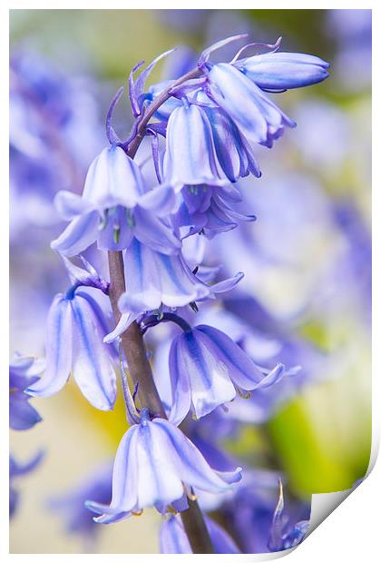  Bluebells Print by David Hare