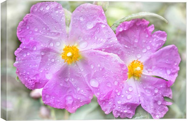  Flowers in the rain Canvas Print by David Hare