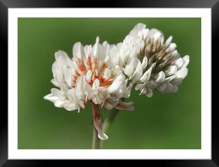 Clover Framed Mounted Print by Mary Lane