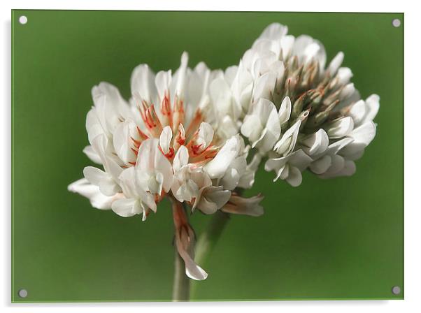 Clover Acrylic by Mary Lane