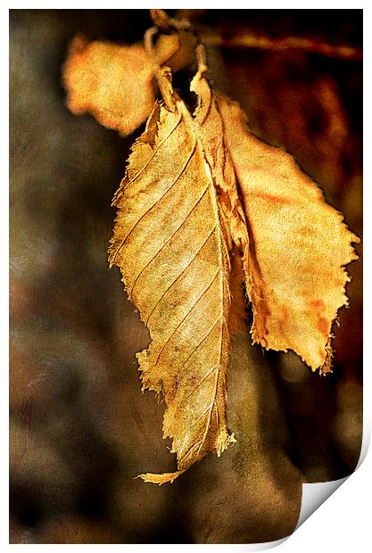 Leaf Print by Mary Lane