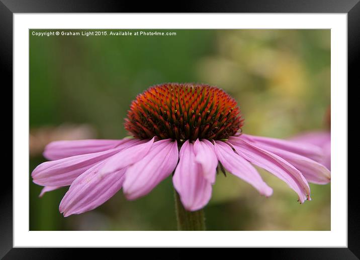  Echinacea Framed Mounted Print by Graham Light