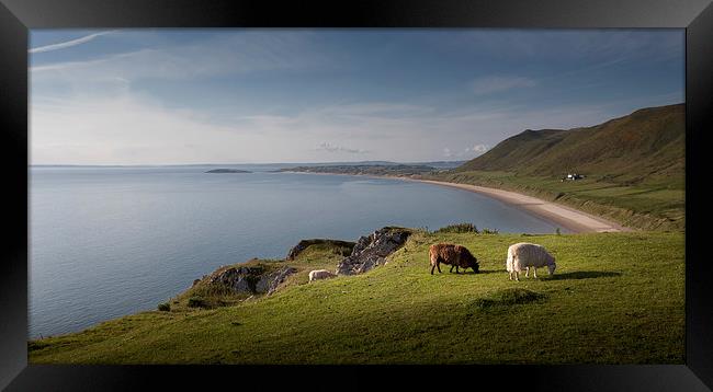  Sheep at Rhossili bay Framed Print by Leighton Collins