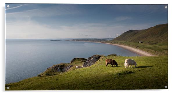  Sheep at Rhossili bay Acrylic by Leighton Collins