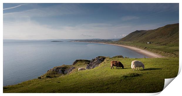  Sheep at Rhossili bay Print by Leighton Collins