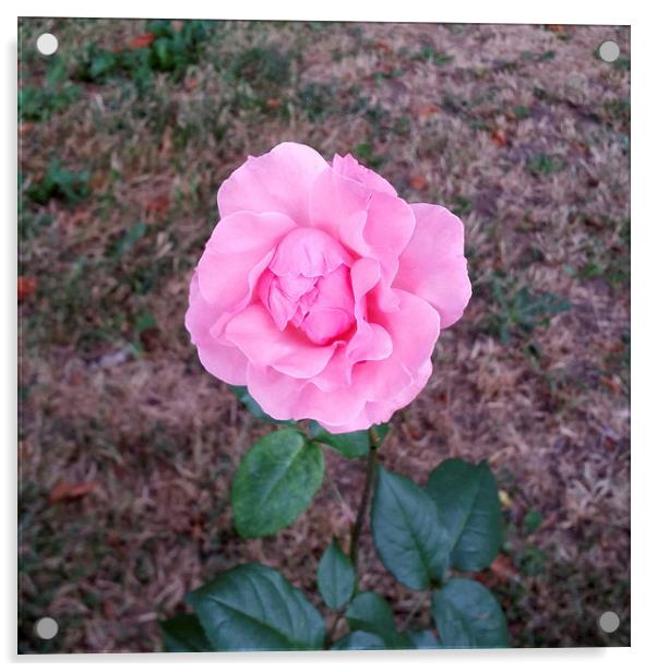  a single rose Acrylic by Marinela Feier