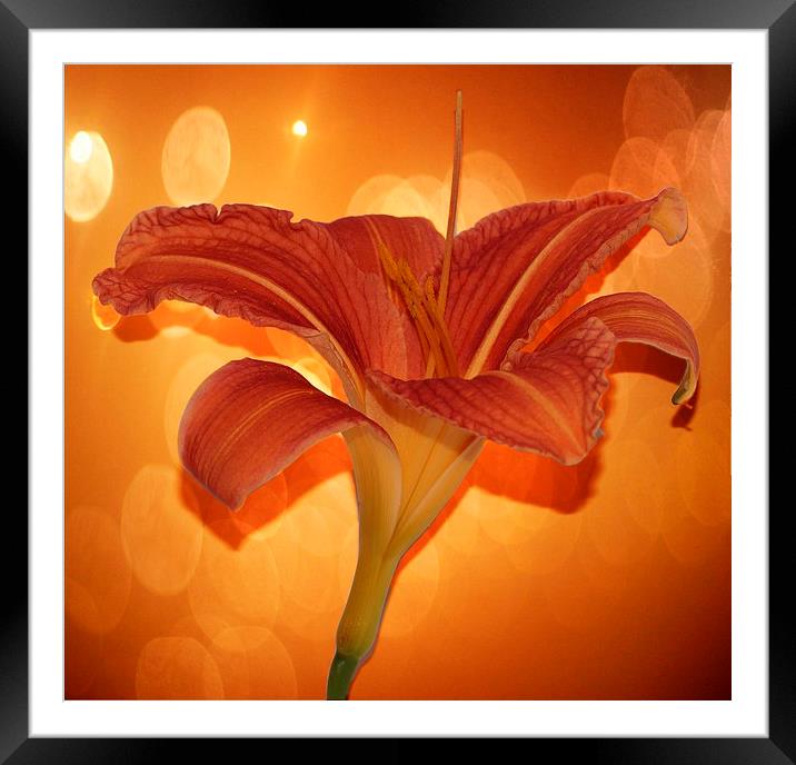   Day lily by JCstudios 2015 Framed Mounted Print by JC studios LRPS ARPS