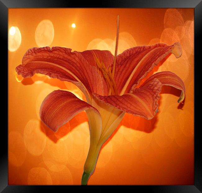   Day lily by JCstudios 2015 Framed Print by JC studios LRPS ARPS
