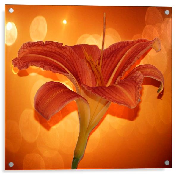  Day lily by JCstudios 2015 Acrylic by JC studios LRPS ARPS