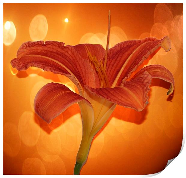   Day lily by JCstudios 2015 Print by JC studios LRPS ARPS