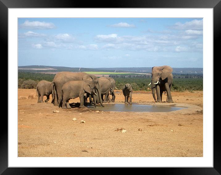 elephants around the water hole Framed Mounted Print by sarah roberts