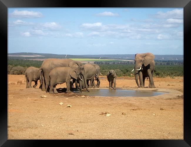 elephants around the water hole Framed Print by sarah roberts