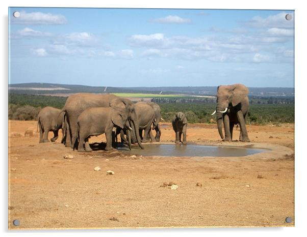 elephants around the water hole Acrylic by sarah roberts