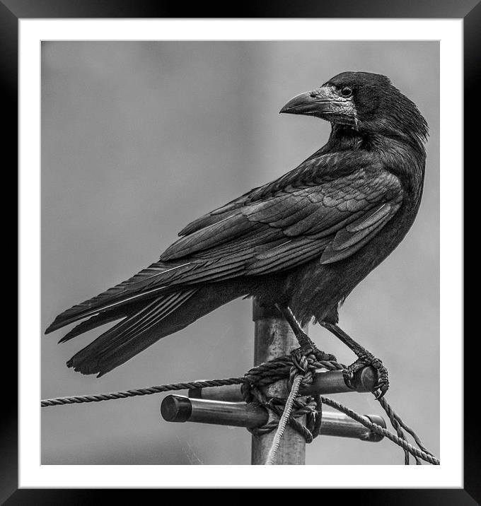  Crow  Framed Mounted Print by Jade Scott
