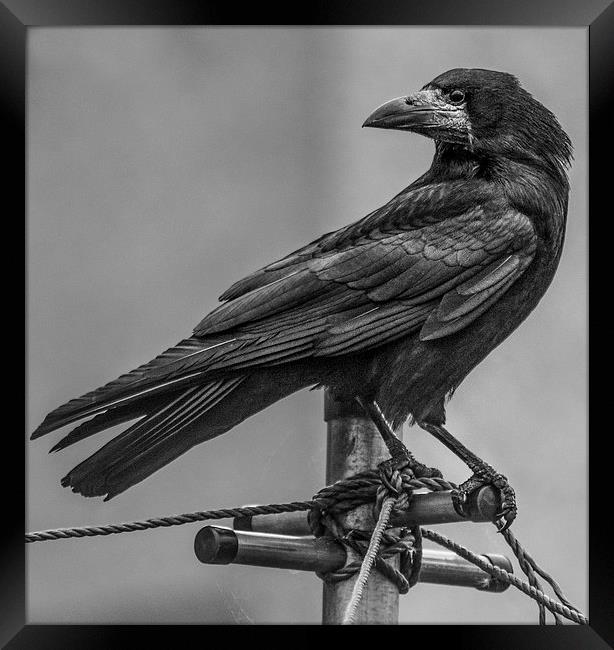  Crow  Framed Print by Jade Scott