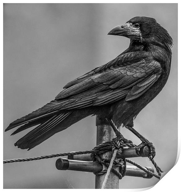  Crow  Print by Jade Scott