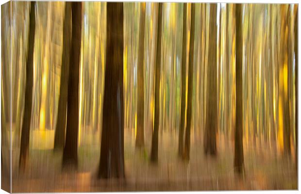 Enchanted Forest Canvas Print by Tommy Dickson