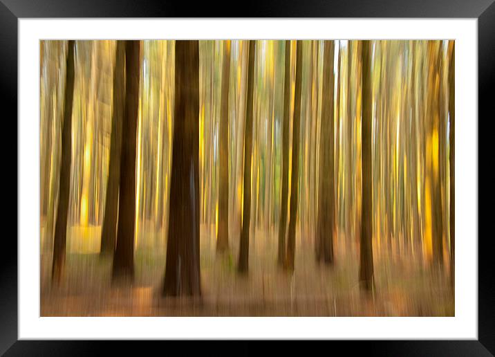 Enchanted Forest Framed Mounted Print by Tommy Dickson