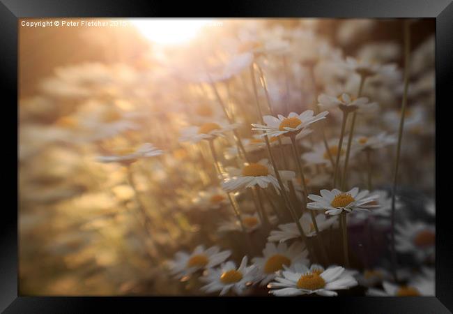  Reaching for the sun Framed Print by Peter Fletcher