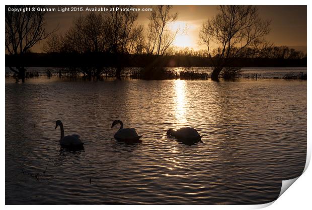  Swans on flooded meadow at sunset Print by Graham Light