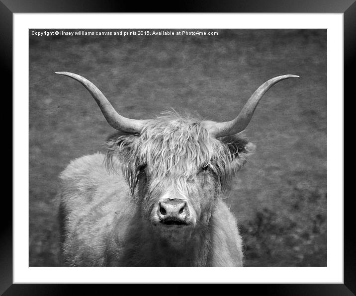  Highland cow 1 Framed Mounted Print by Linsey Williams