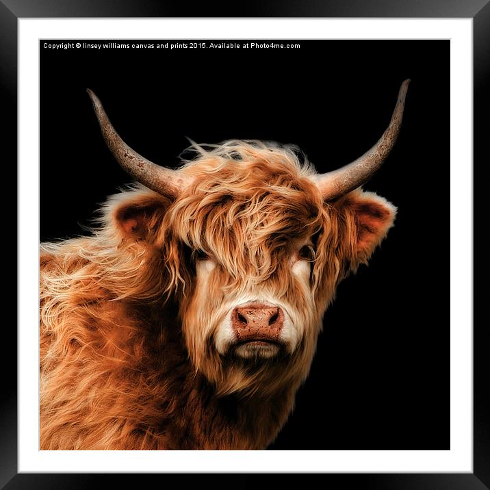 Highland Cow 2 Framed Mounted Print by Linsey Williams