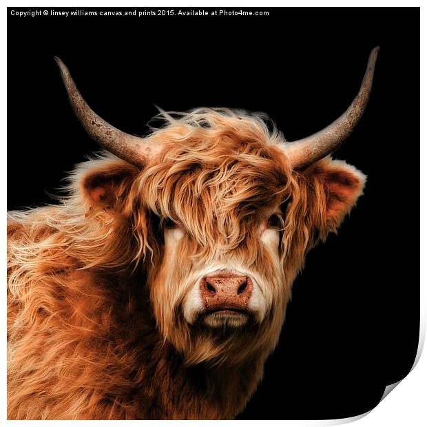 Highland Cow 2 Print by Linsey Williams