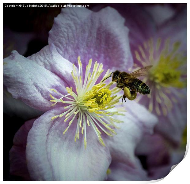  The pollen collector Print by Sue Knight