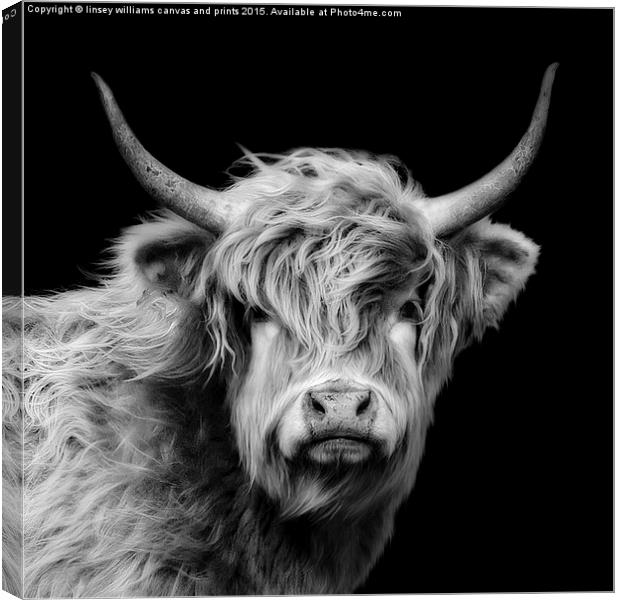 Highland Cow Portrait Canvas Print by Linsey Williams