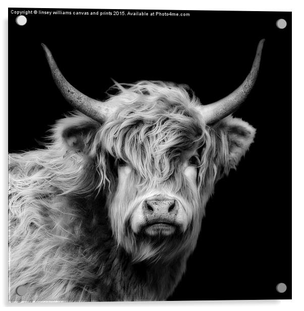 Highland Cow Portrait Acrylic by Linsey Williams