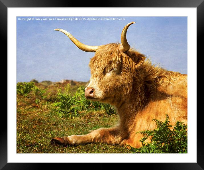 Highland Cows. Sleepy In The Sunshine With Texture Framed Mounted Print by Linsey Williams