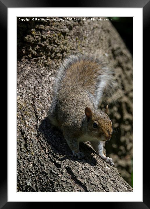  The nut job Framed Mounted Print by Ravenswood Imagery