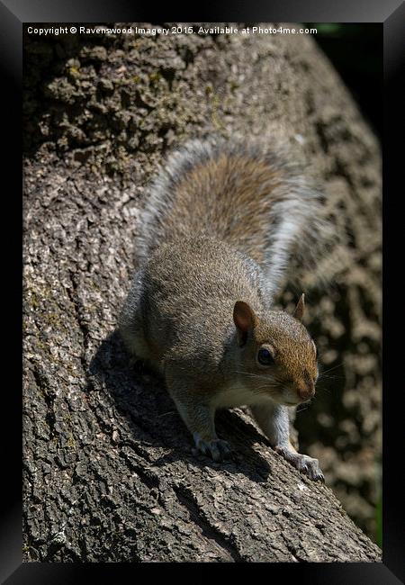  The nut job Framed Print by Ravenswood Imagery