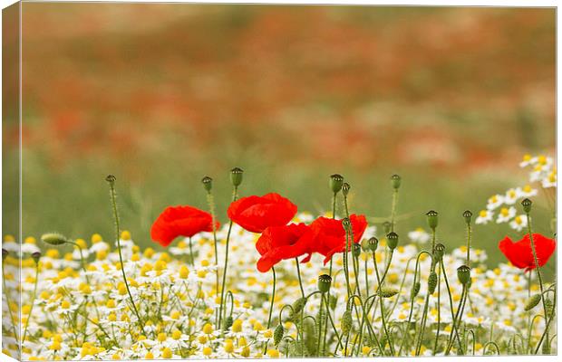  Poppies among the daisies Canvas Print by Dean Messenger