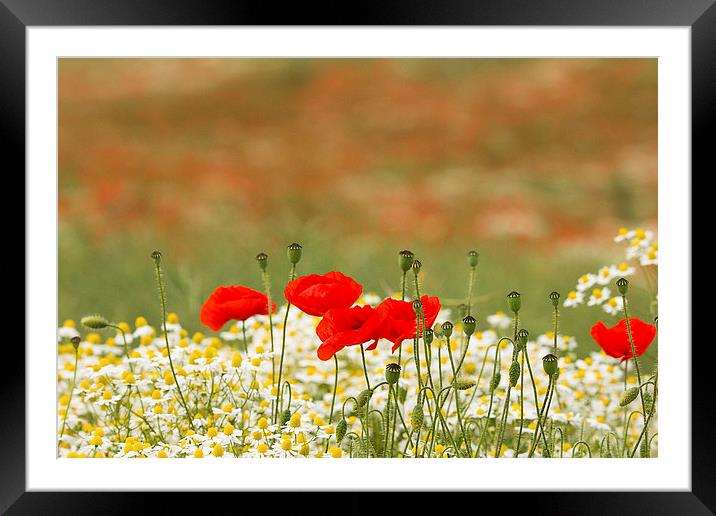  Poppies among the daisies Framed Mounted Print by Dean Messenger
