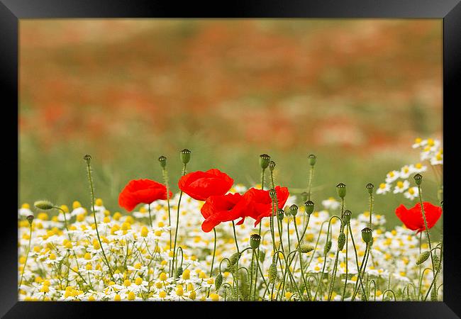  Poppies among the daisies Framed Print by Dean Messenger