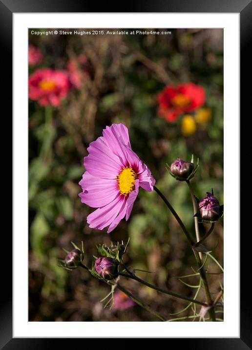  Cosmos flower in the summer sun Framed Mounted Print by Steve Hughes
