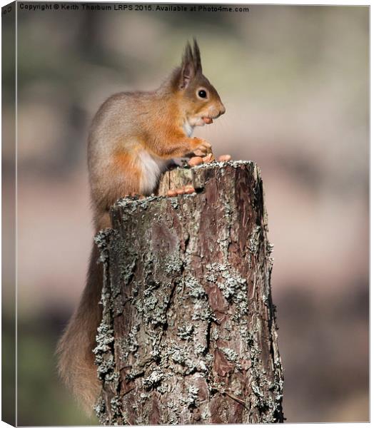 Red Squirrel with nut in mouth Canvas Print by Keith Thorburn EFIAP/b